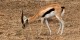 Tanzanie - 2010-09 - 113 - Serengeti - Gazelle de Thomson